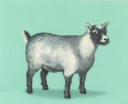 Pygmy – The Canadian Goat Society